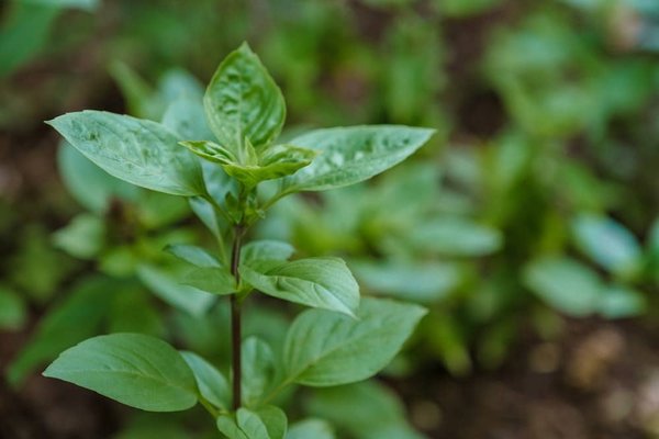 Quelles astuces pour un éclairage de jardin respectueux de l'environnement ?